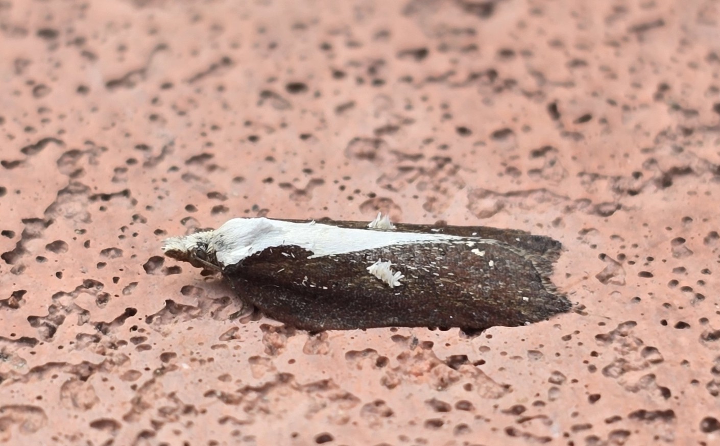 Photo of Tufted Button (Acleris cristana)